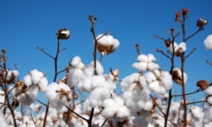 cotton